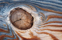 Строение и пороки древесины, cтроение древесины, древесина, микроструктура, макроструктура, пороки древесины, породы древесины